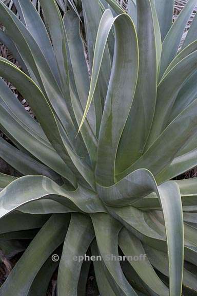 agave vilmoriniana 3 graphic